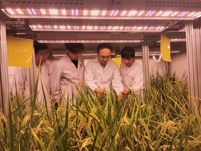 高效应对高温胁迫 中国水稻稳产保质取得重大突破