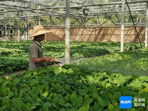 三亚培育1000万株优质瓜菜苗 保障冬春季瓜菜生产 农业科学研究